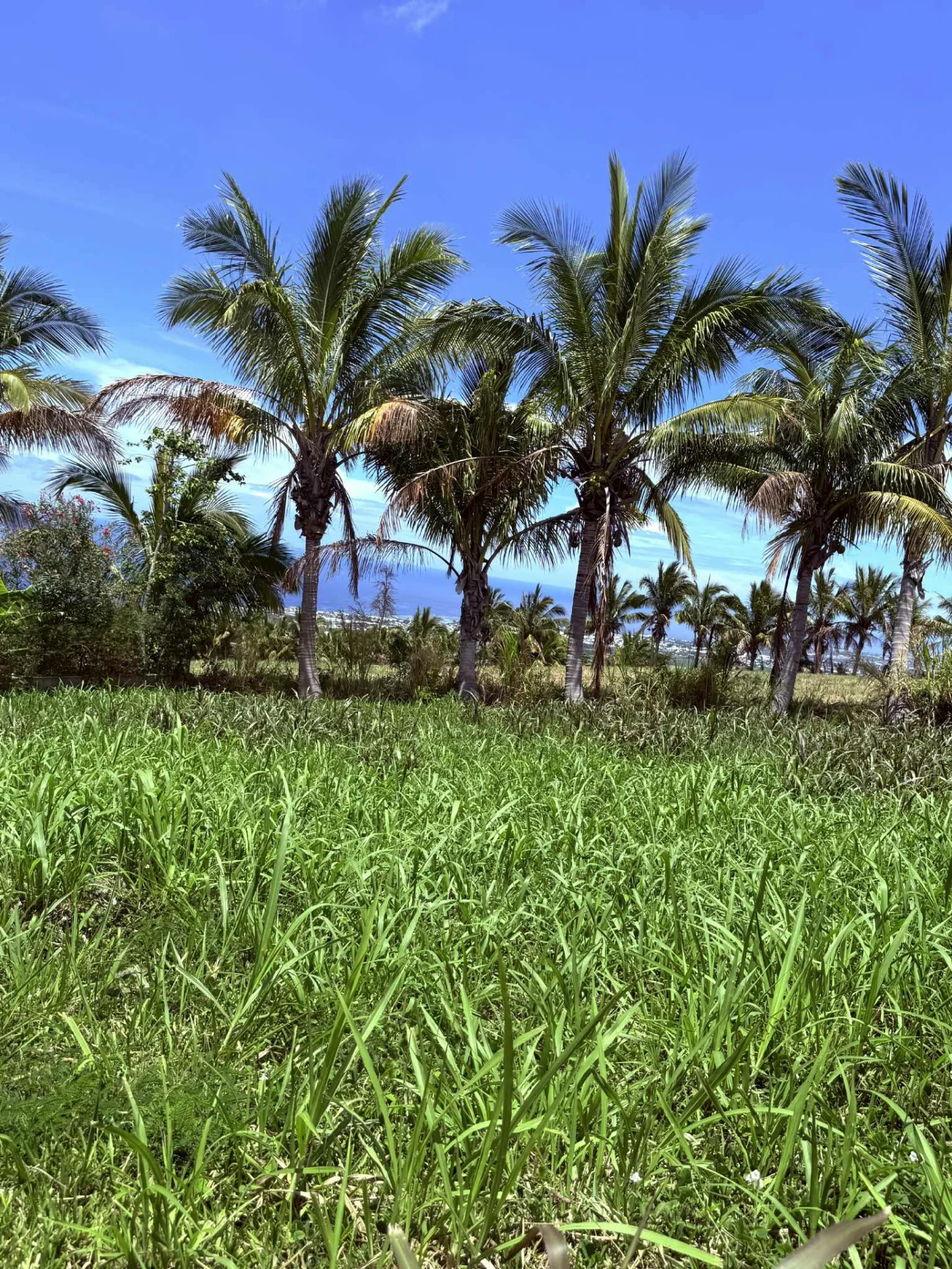 Photo 2 - Terrain à vendre - Ancien 237 600 € 559 m² Saint-Pierre 97410