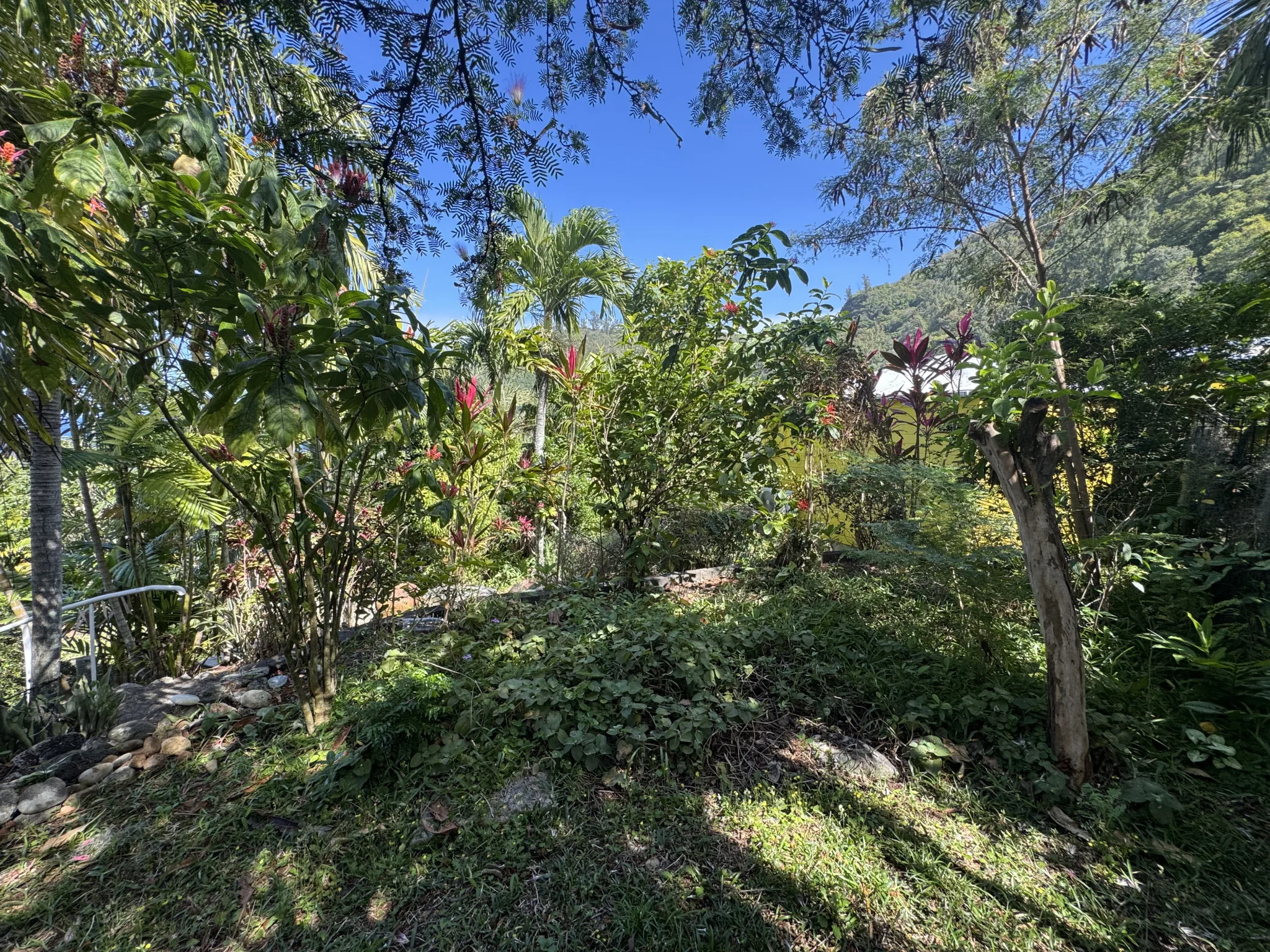 Photo 6 - Maison à vendre - Ancien 1 200 000 € 5 pièces 11 chambres 170 m² Saint-Joseph 97480