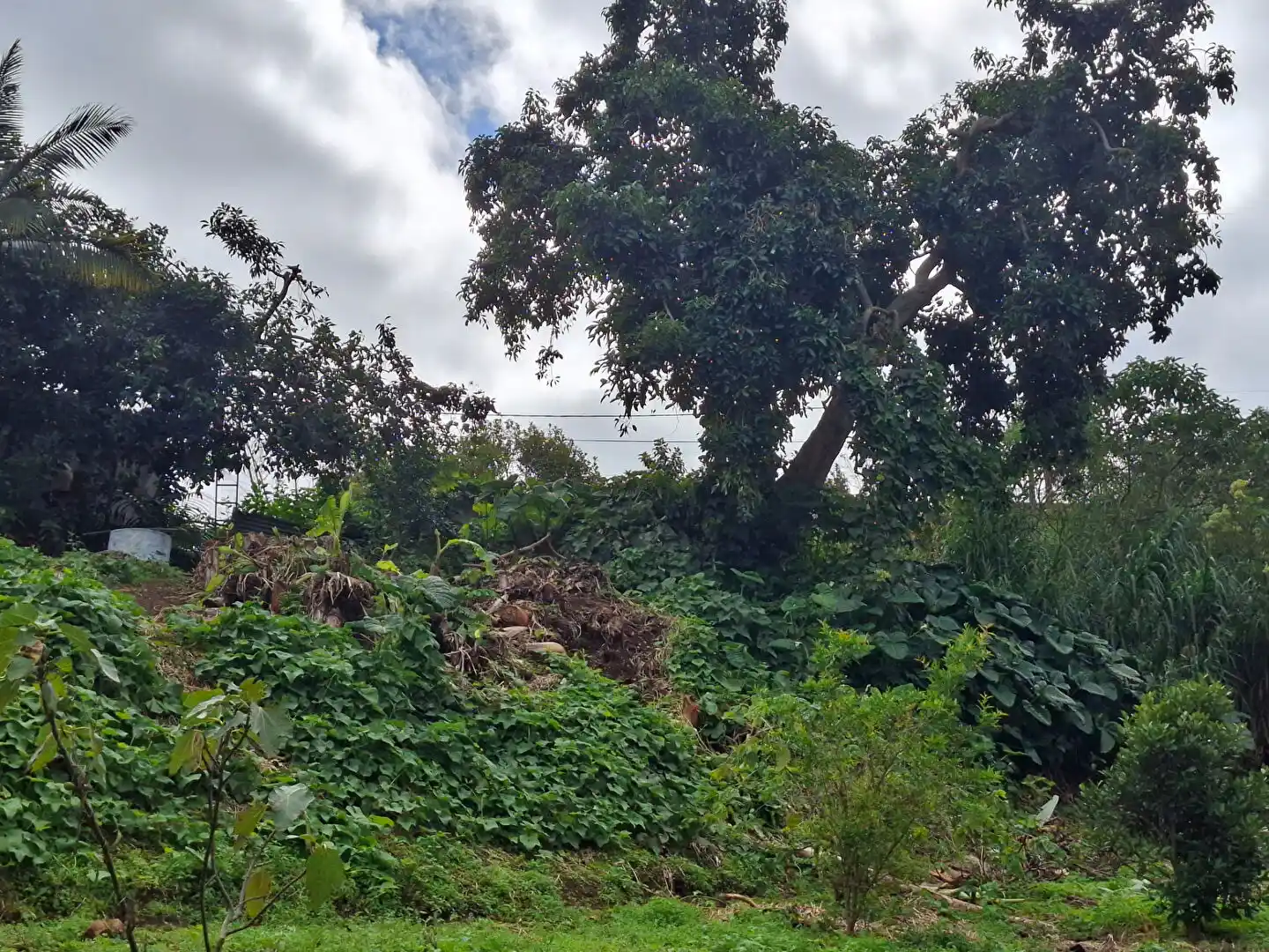 Photo 2 - Terrain à vendre - Ancien 113 500 € 700 m² Le Tampon 97430