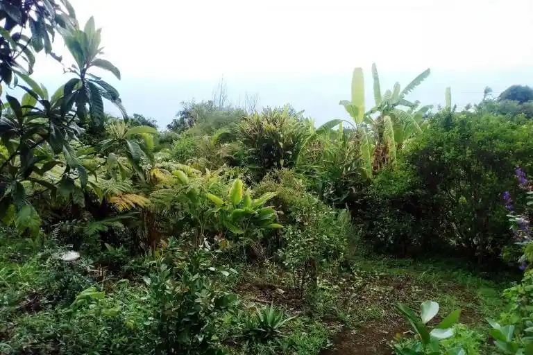 Photo 2 - Terrain à vendre - Ancien 265 000 € 2870 m² La Possession 97419